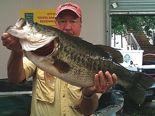 #502 — Marion Merritt from Florida caught Toyota ShareLunker 502 from Lake Amistad April 21. The fish weighed 13.87 pounds. Length and girth were not available at the time of writing. — Photo courtesy Anglers Lodge