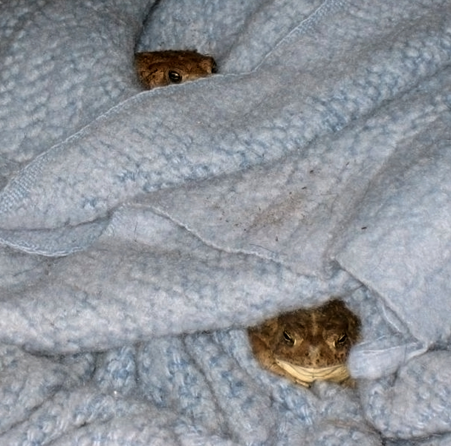 Toad Relocation